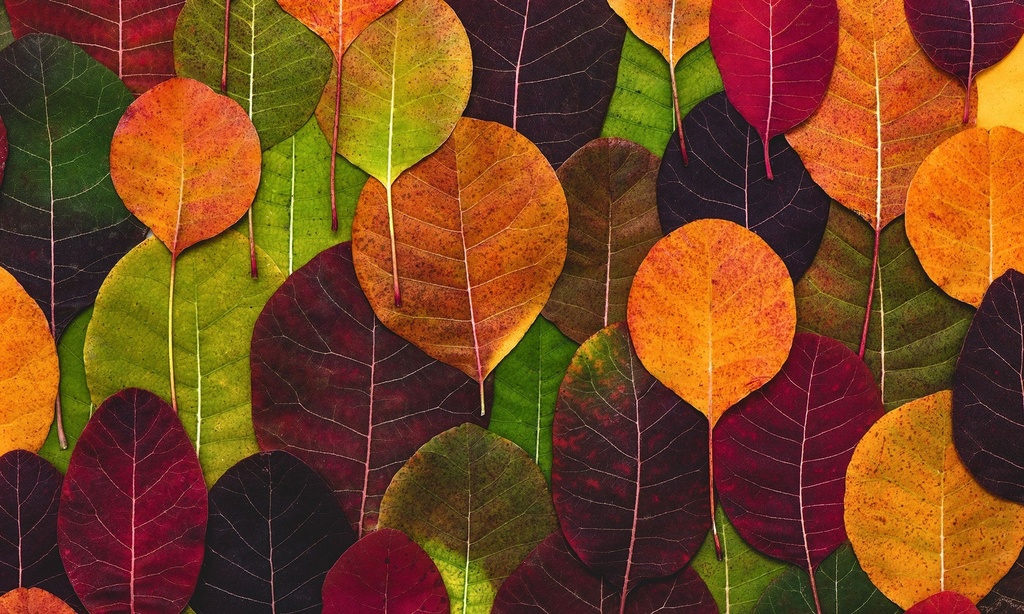 Leaves Galore Vinyl Placemats (set of 4)