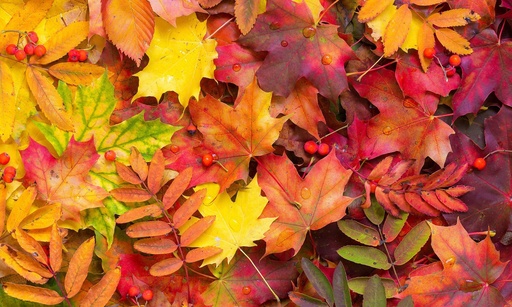 [VK-ACC] Autumn Color Collision Vinyl Kitchen Mat